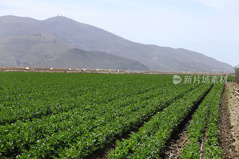 有机农场，las pose, Camarillo Ventura县Ca